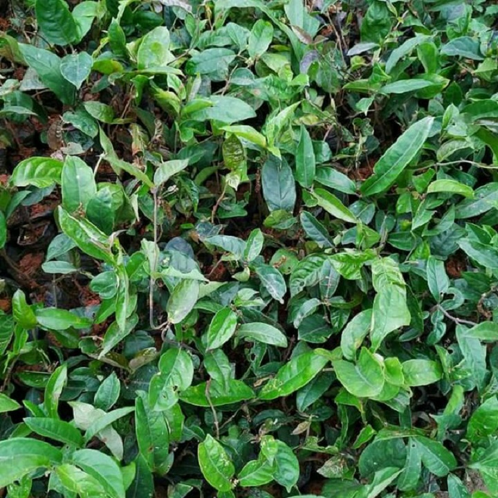 BẦU CÂY GIỐNG BA KÍCH TÍM XỊN