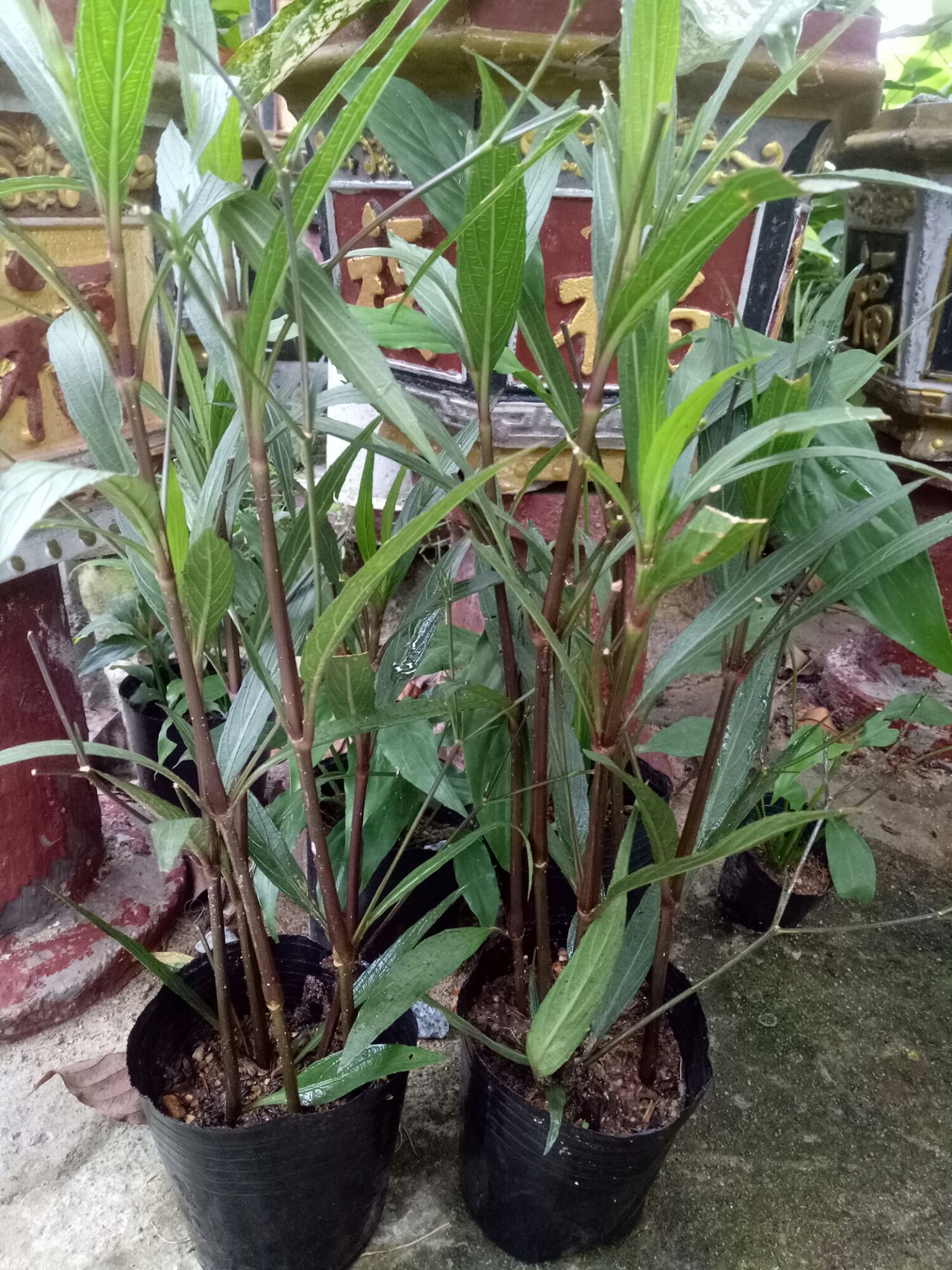 10 cây chiều tím đang có nụ