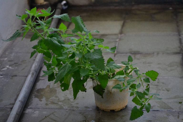 Chậu cây Bạc Hà Mèo - Catnip - Cat Mint