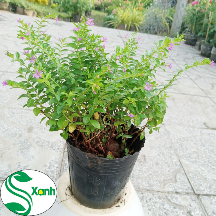 Hoa cây cảnh Cẩm Tú Mai