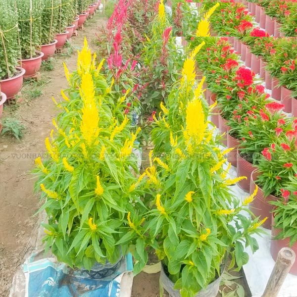Hạt Giống Hoa Mồng Gà Đuôi Phụng Màu Vàng - Gói 50 hạt