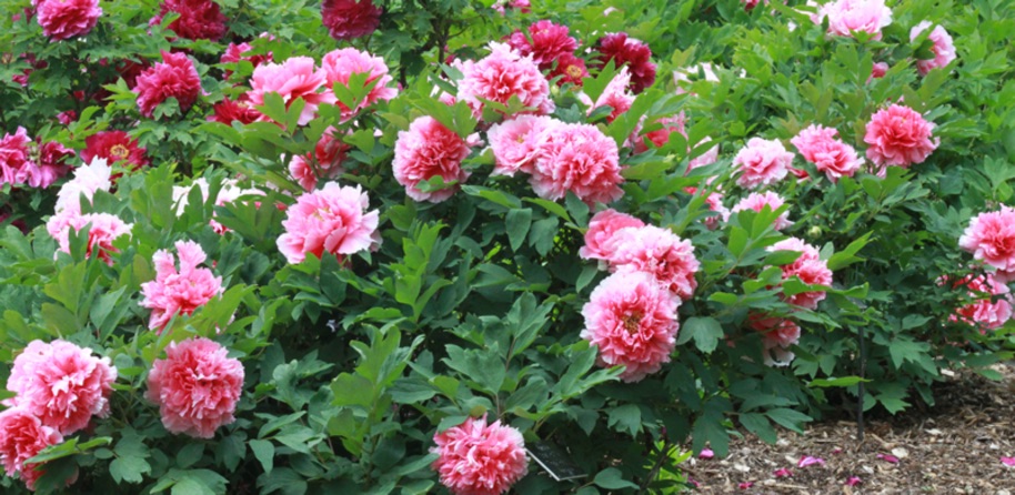 HẠT GIỐNG HOA MẪU ĐƠN KÉP MIX (PEONY)