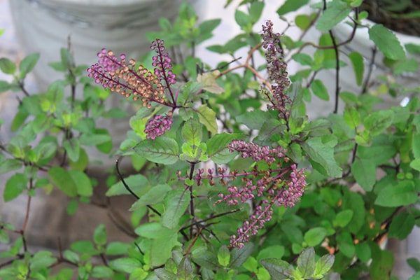 Gói 0.2g hạt giống Hương Nhu Holy Basil Đỏ