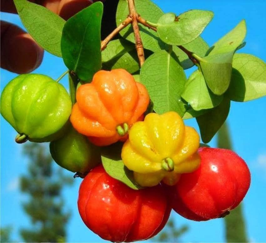 Cherry Surinam (Cherry Khía) - Cây Ăn Quả Giống