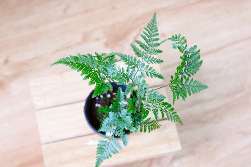 Chậu cây Davallia tyermanii (Rabbit Foot’s Fern) – Dương Xỉ Chân Thỏ
