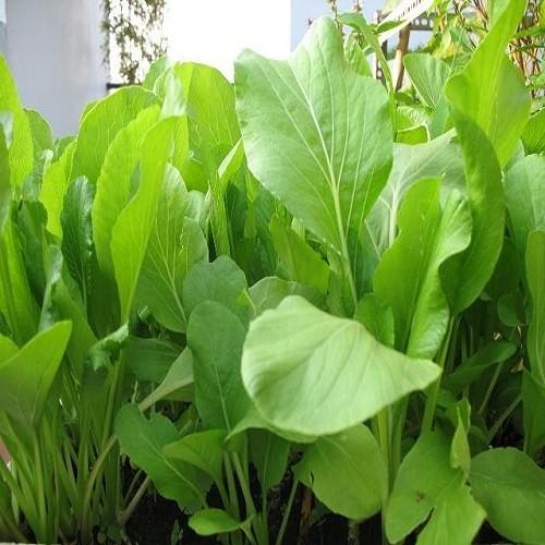 Hạt giống rau cải xanh ngọt ăn lá