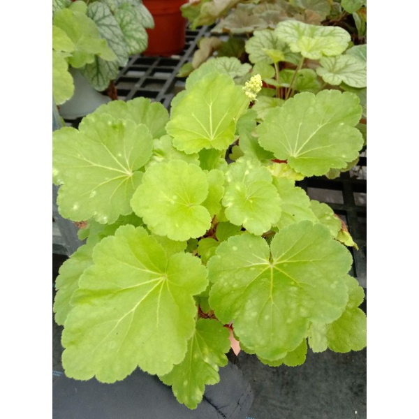 Cây Chuông San Hô - HEUCHERA - Cây Lá May Mắn ️