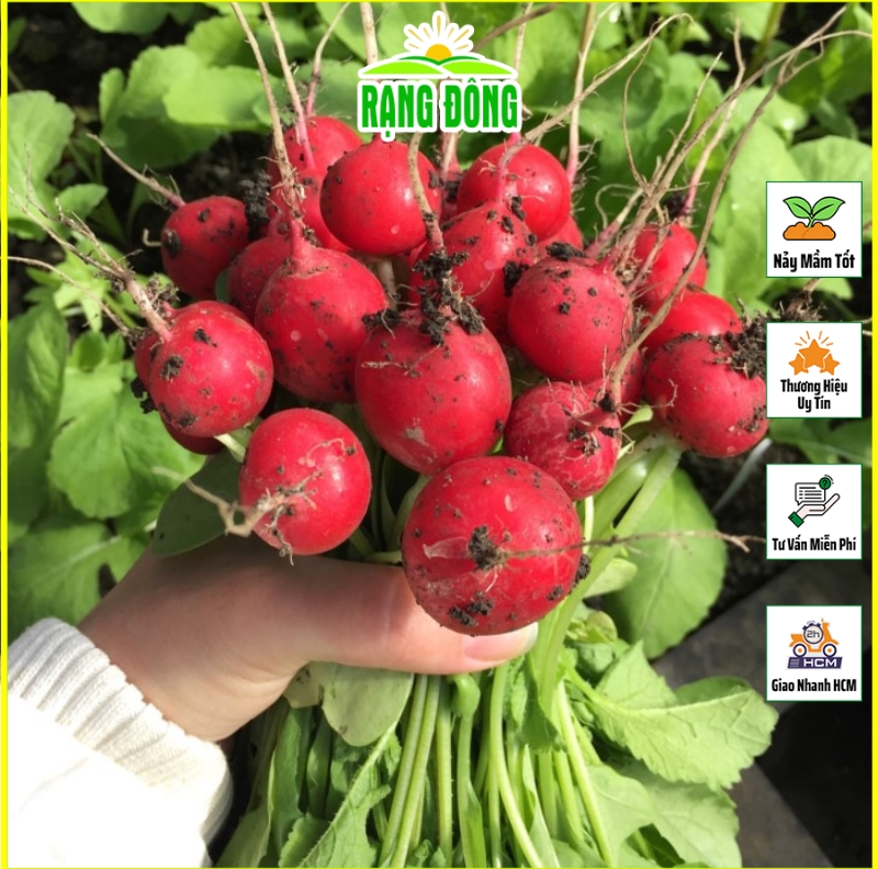 Hạt giống Củ Cải Đỏ Baby Dễ Trồng, Sinh Trưởng Khỏe (gói 1 gram) - Hạt Giống Rạng Đông