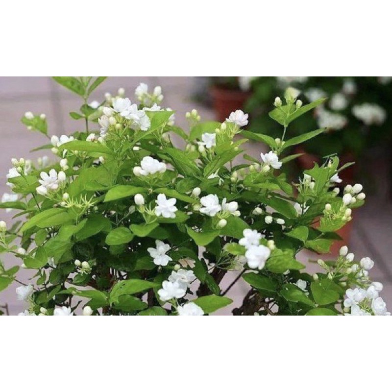 Cây giống hoa nhài kép (nhài ta) hoa thơm phức