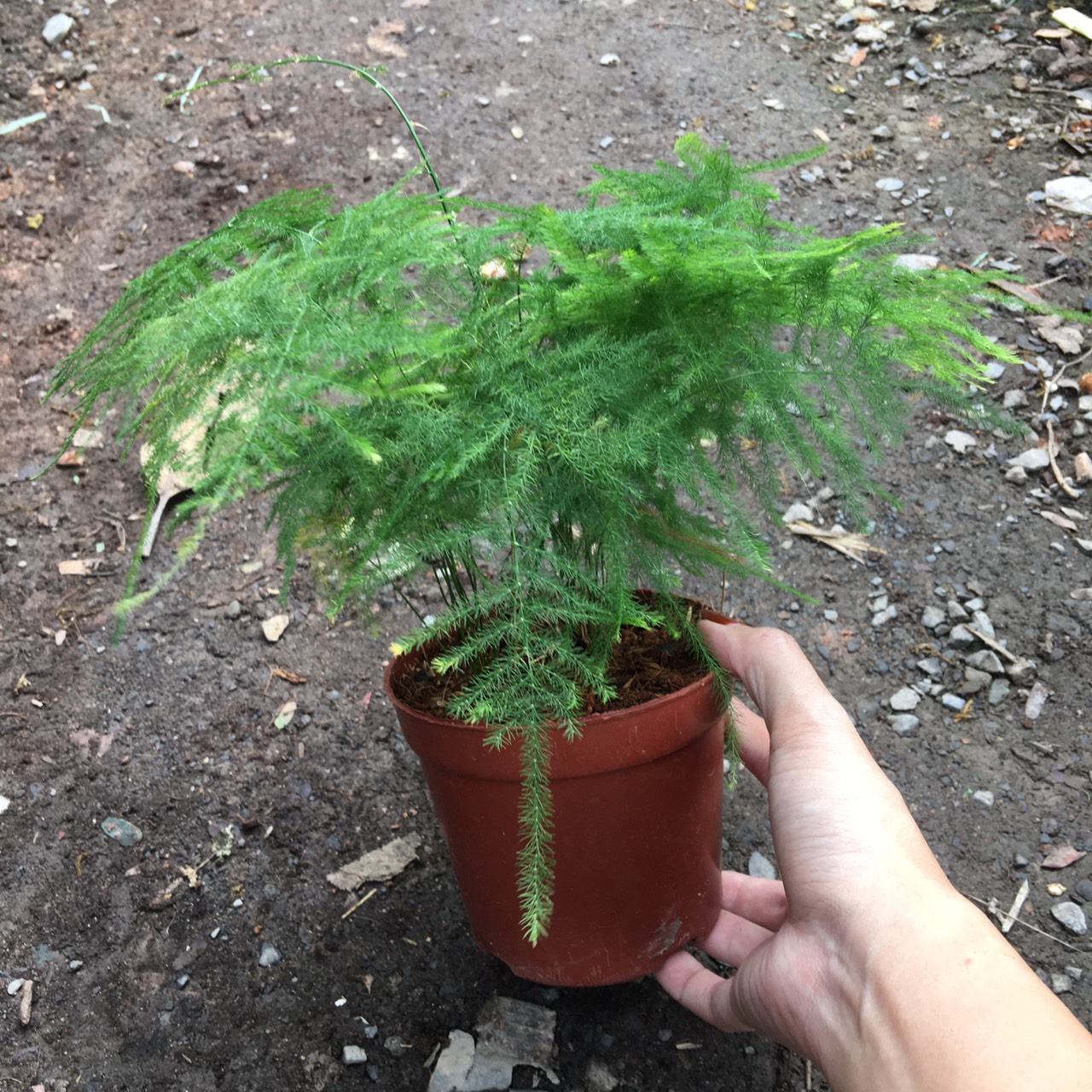 [Cây phong thủy] - Cây thủy tùng, cây thông nước cho người tuổi thân