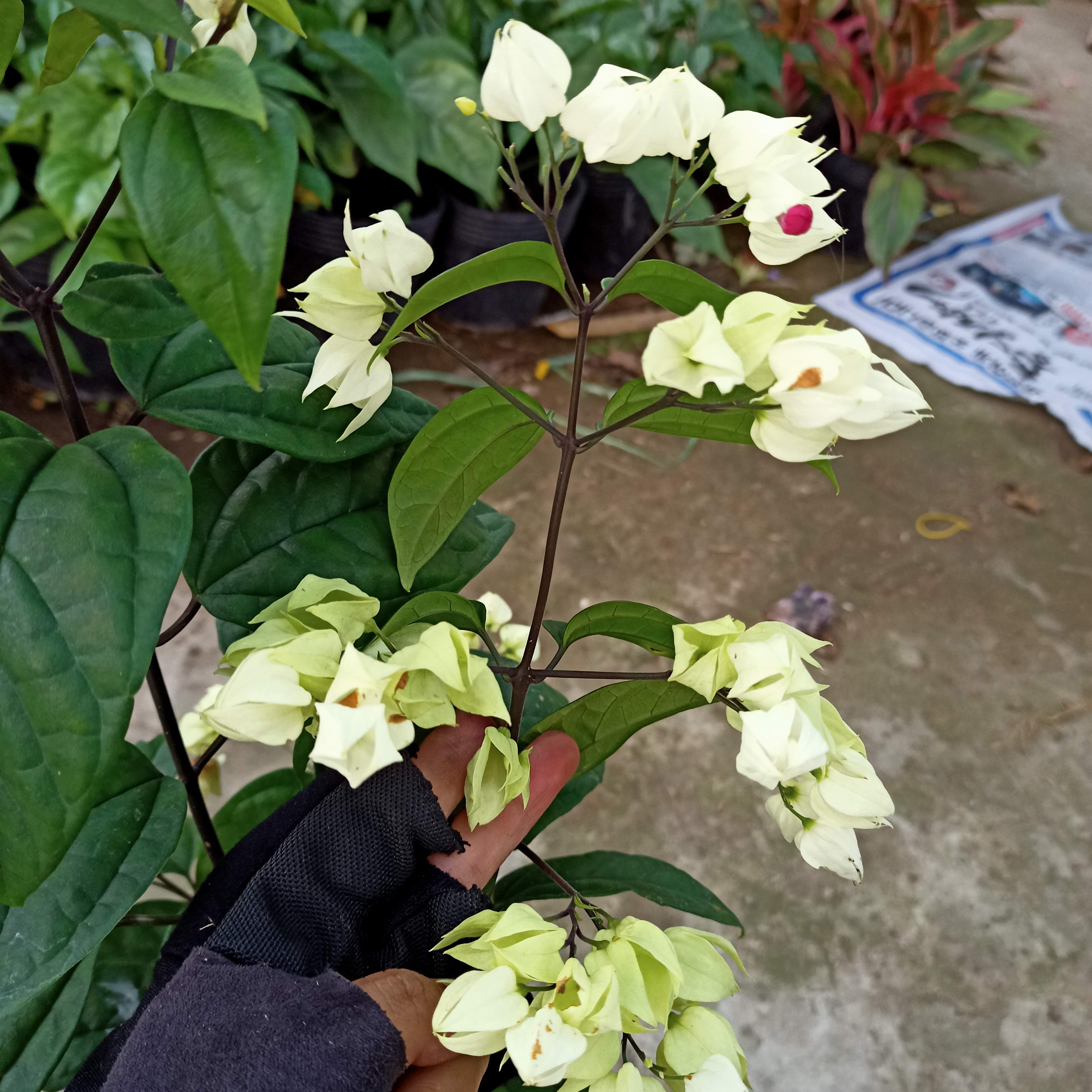 Chậu cây ngọc nữ hoa trắng, cây trinh nữ, cây lồng đèn, cây tố nữ