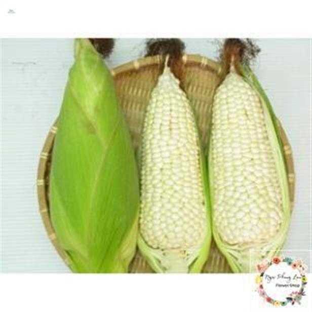 Giống bắp nù - gói 100 gram