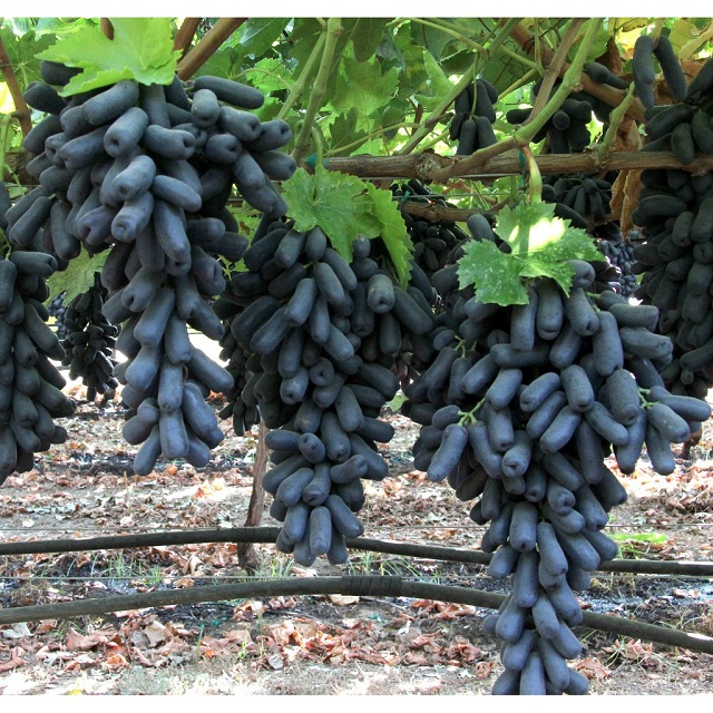 Cây giống Nho Mỹ móng tay đen