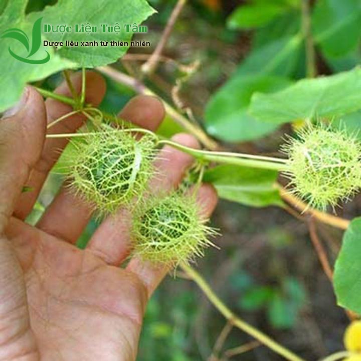 Cây lạc tiên