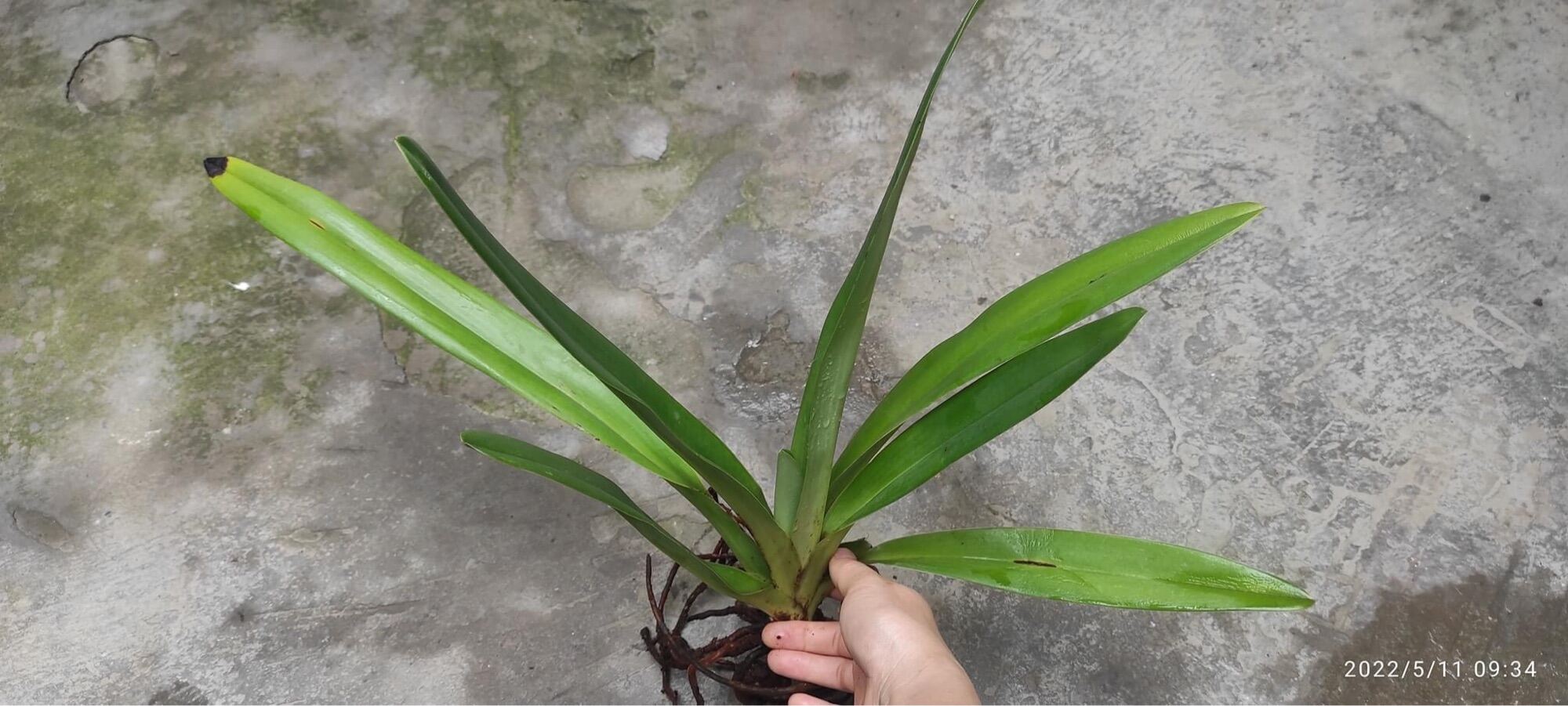 Hoa Lan Hài râu Pháp(1 cây)
