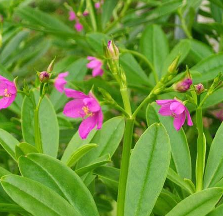 Hạt Giống Sâm Đất ( Thổ Sâm )  - Gói 20 hạt
