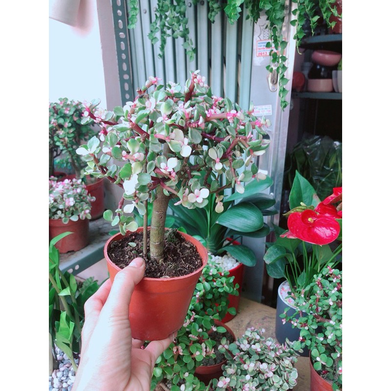 Cây Cành Vàng Lá Ngọc