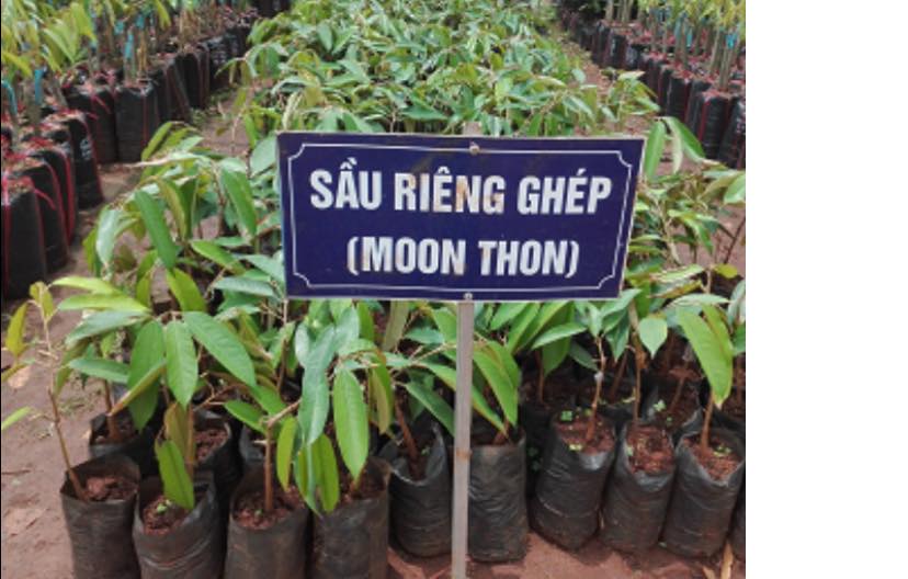 CÂY GIỐNG SẦU RIÊNG THÁI MONTHONG (DONA)
