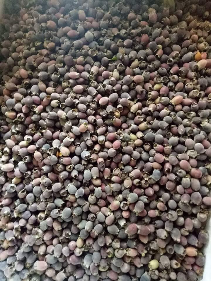 [HCM]Quả sim rừng hà tĩnh ( khô 1kg)