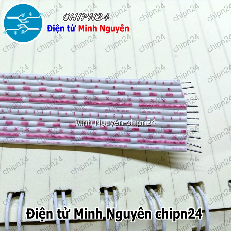 [1 mét] Dây bẹ 12p (1mét) - HH001018