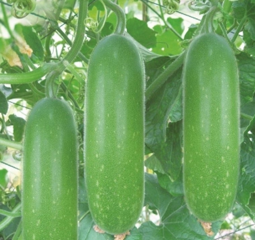 15 Hạt giống Bí đao chanh