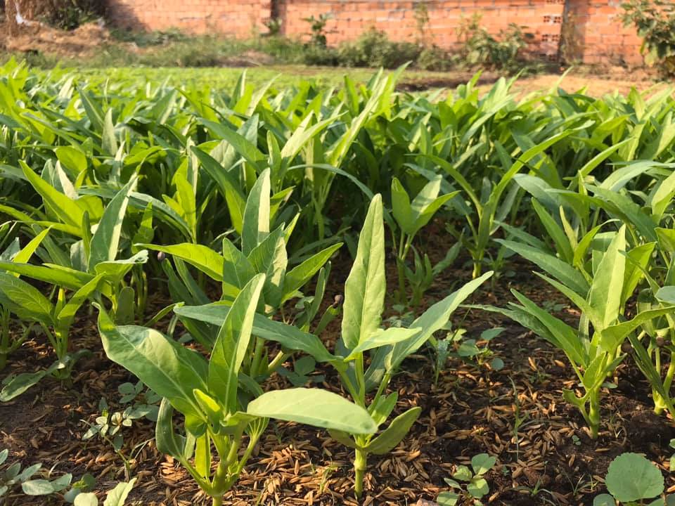 [HCM]50g Hạt giống rau muống lá lớn
