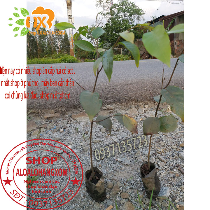 combo 5 cây sao đen -cây giống
