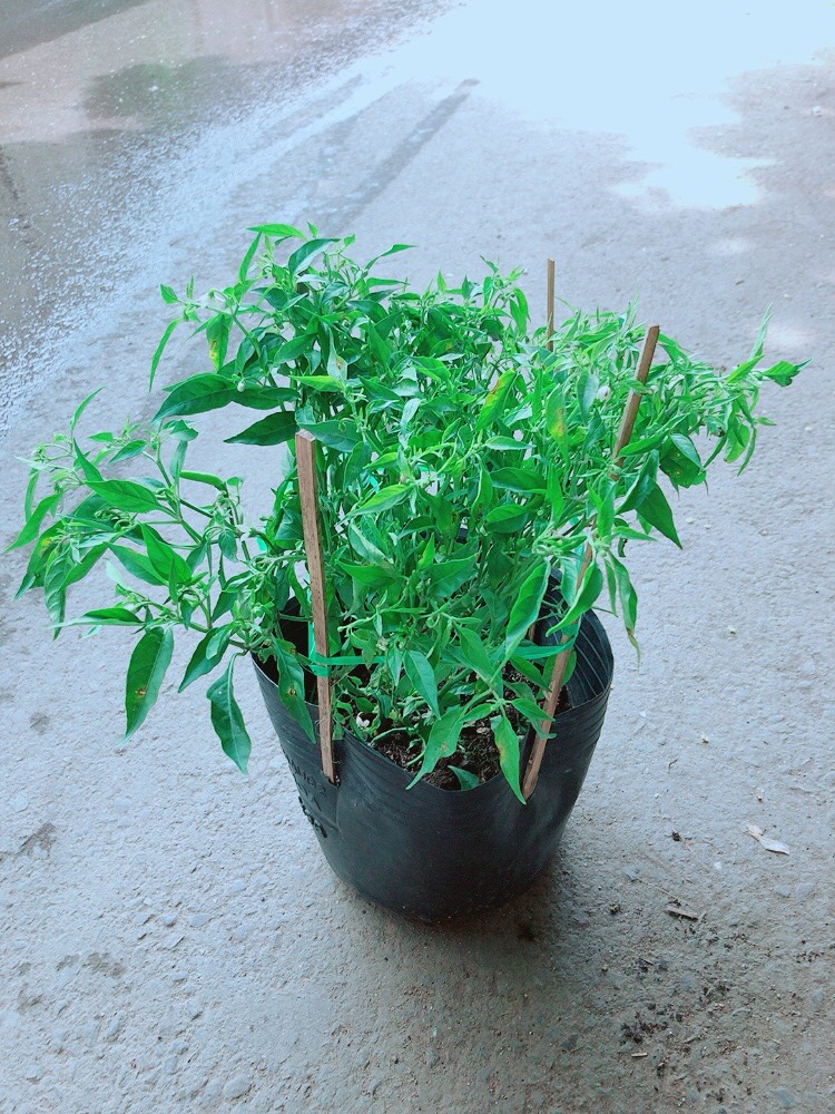 [HCM]Cây Ớt Hiểm