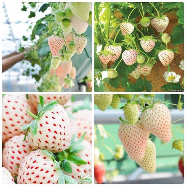 100 Hạt Giống Dâu Tây Trắng Chịu Nhiệt ( Dâu Tây Bạch Tuyết)