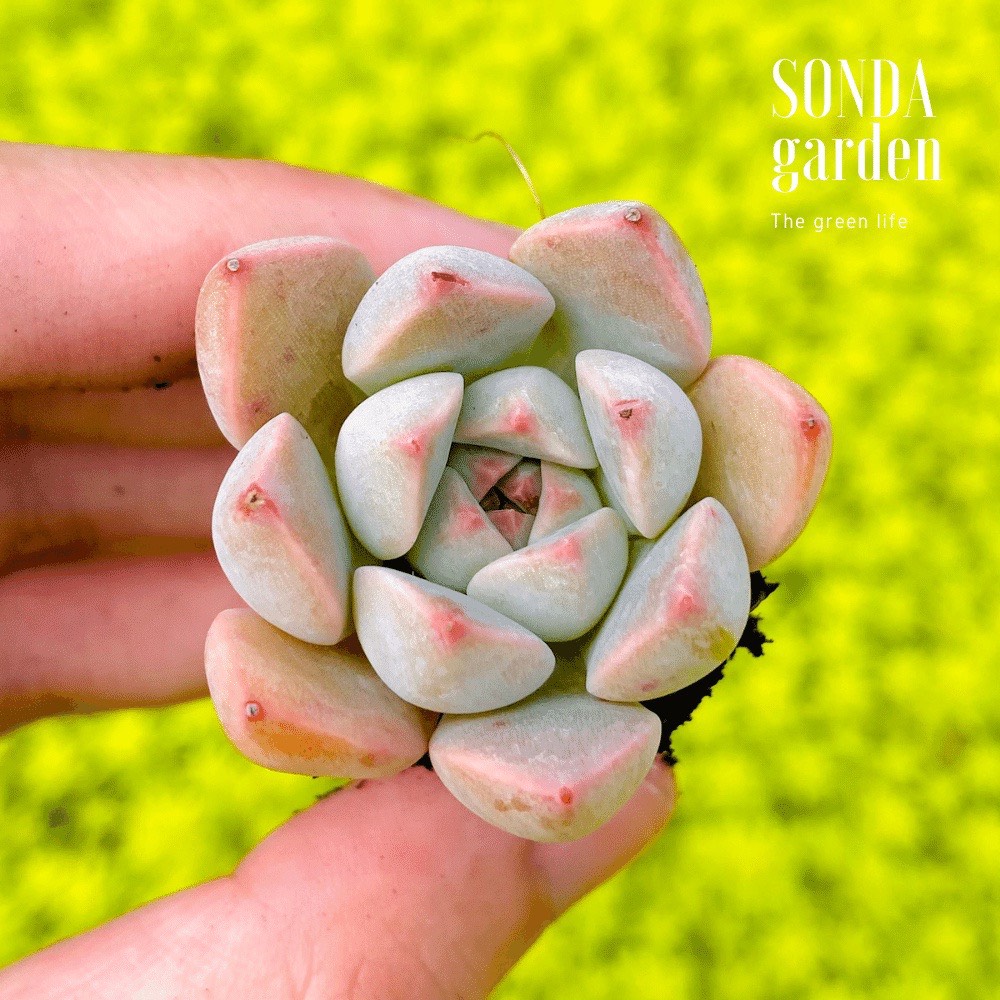 SEN ĐÁ HỒNG QUẾ SIZE MINI SIÊU KHỎE ĐẸP LỖI 1 ĐỔI 1