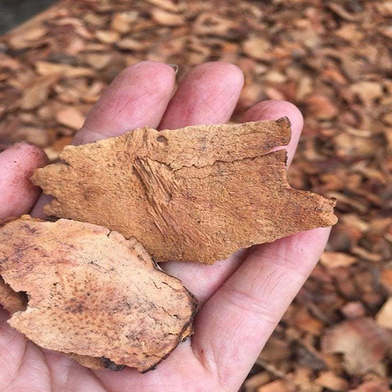 Thổ Phục linh (1KG) - DV152