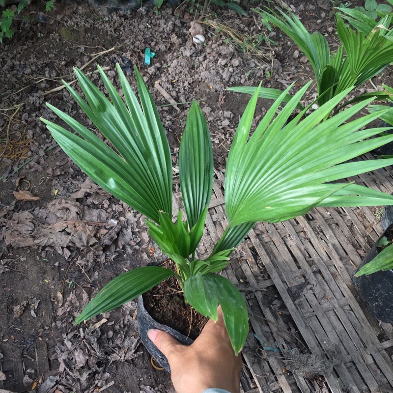 Cây cọ cảnh , cọ nhật