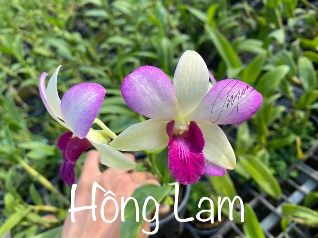 HOA LAN DENRO HỒNG LAM