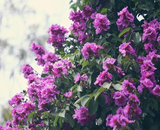 Giống Cây Hoa Bằng Lăng Tím, Cây Cao 40-50cm