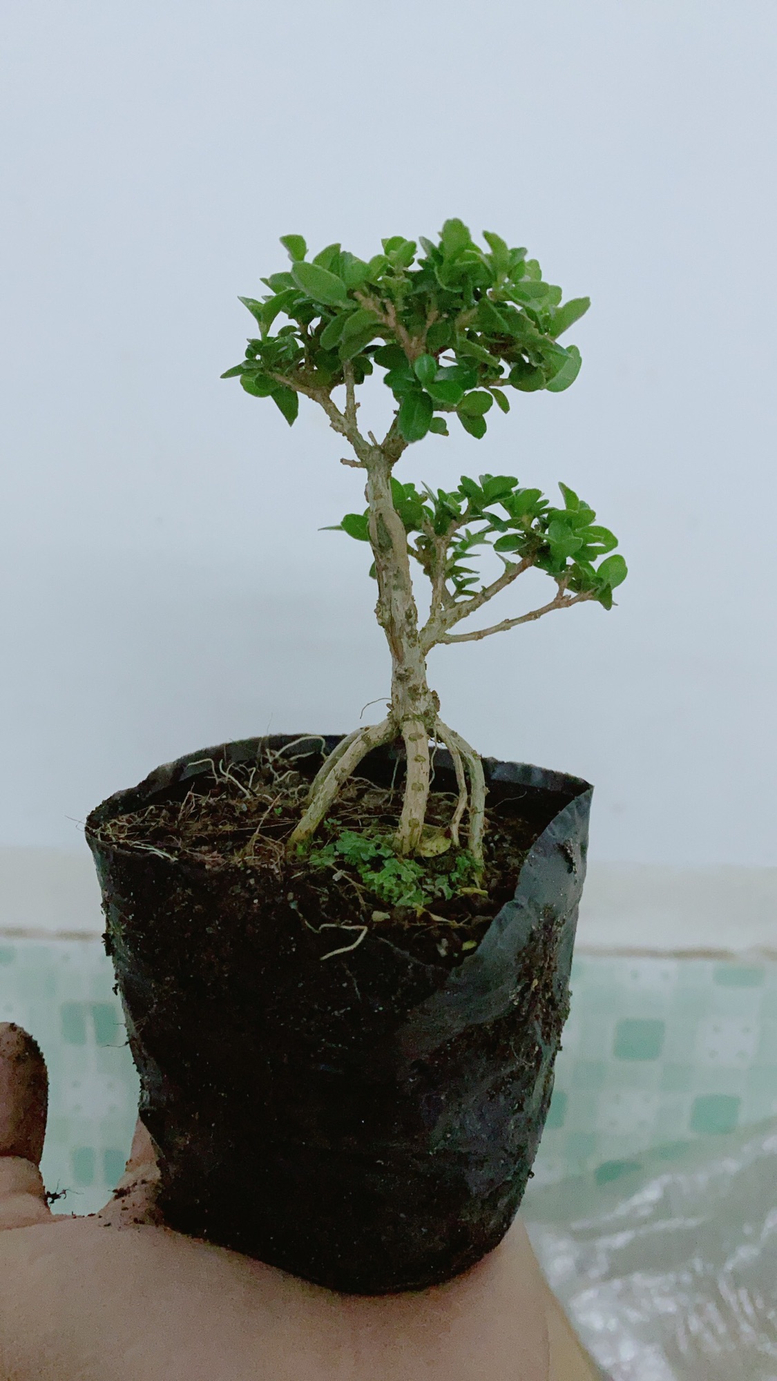 [HCM]Cây Sam Hương Bonsai Mini