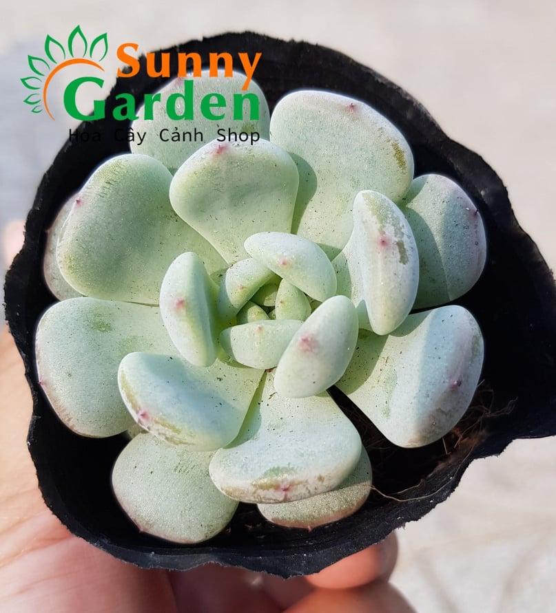 Sen Đá Ruby Trắng