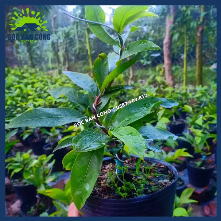 Cây Mai Vàng Bonsai Mini Gốc Quái