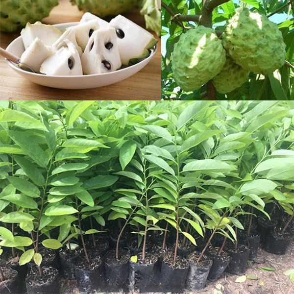 CÂY GIỐNG MÃNG CẦU NA ĐÀI LOAN. [ HƯƠNG VỊ SẦU RIÊNG, trái siêu to khổng lồ ].
