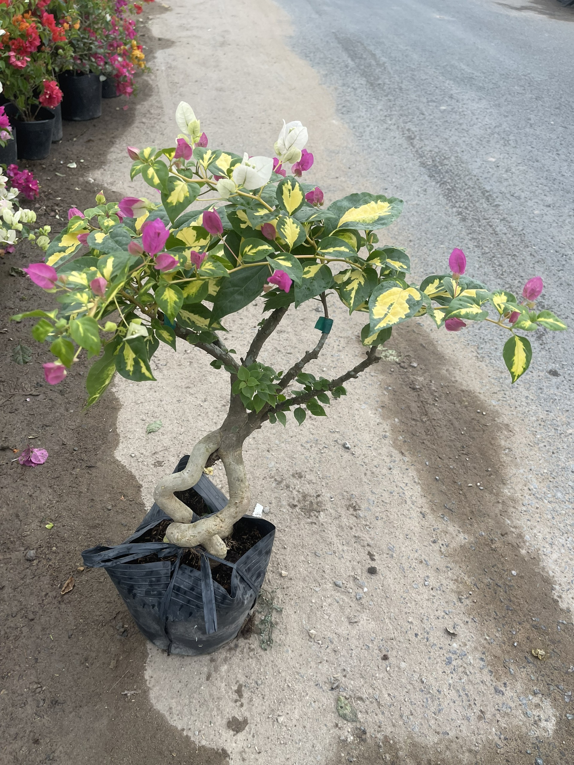 Cây Bông giấy bonsai Lá Ngọc Cành Vàng hoa 2 màu trắng vs hồng size chậu nhựa dẻo C10
