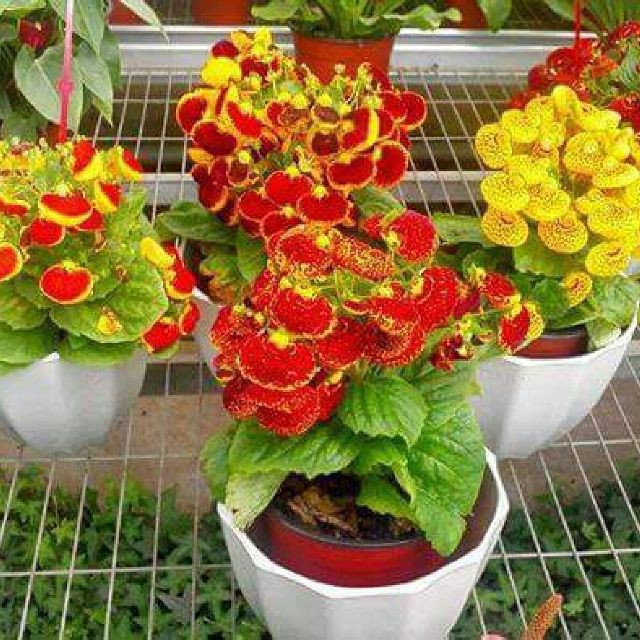 Hạt Giống Hoa Huyền Sâm Nhiều Màu - Gói 20 hạt