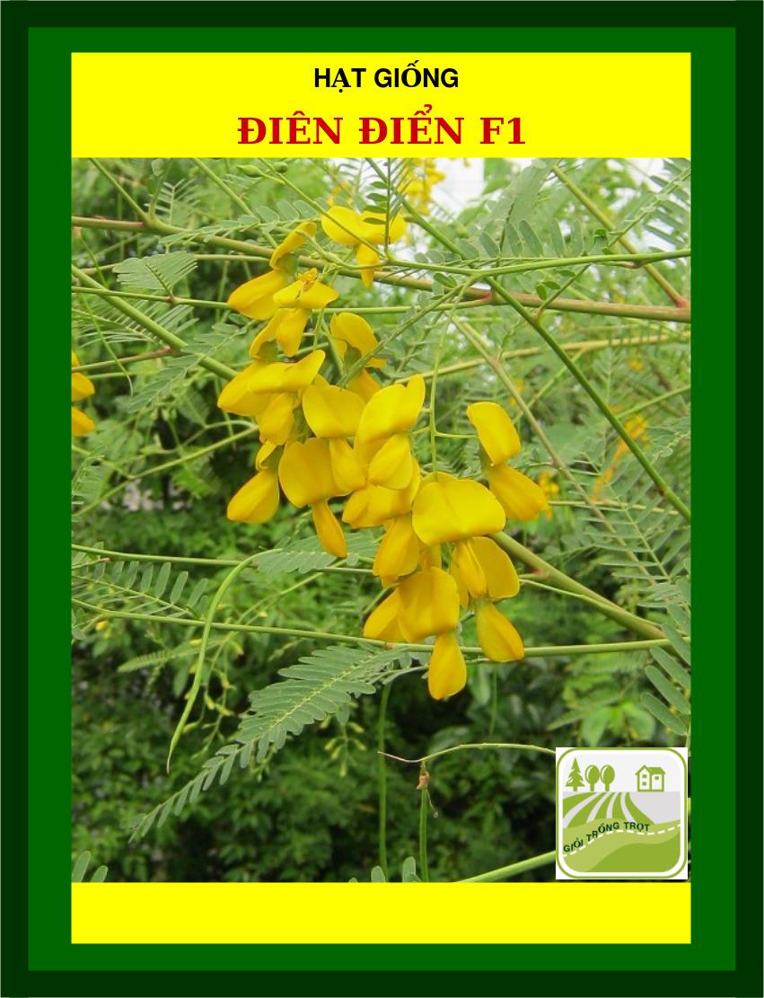 Hạt Giống Điên Điển Long Xuyên Dễ Trồng, Thu Hoạch Kéo Dài 1Gr