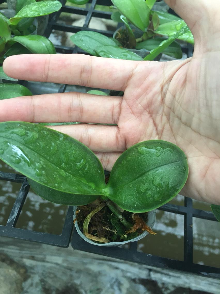 hồ điệp giống