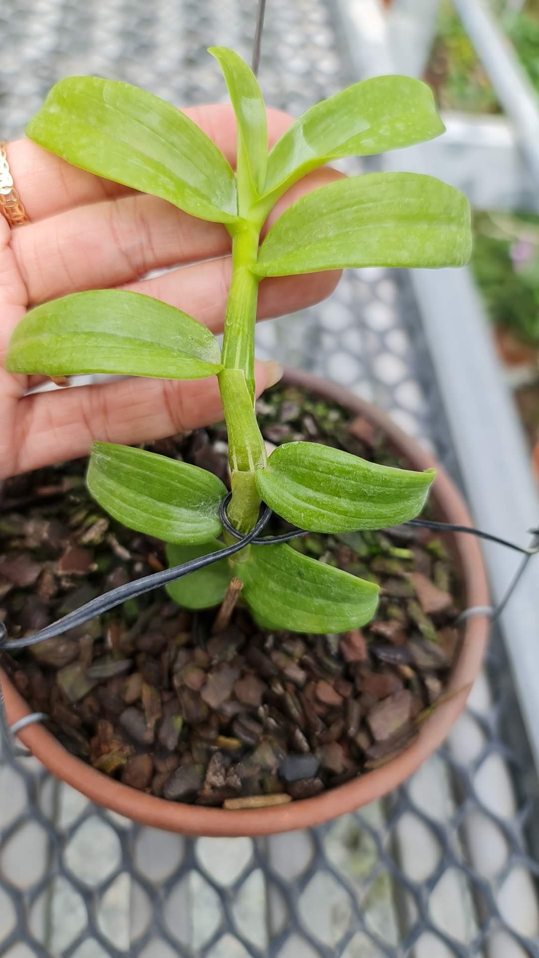 Hoa phong lan phi điệp 5ct phú thọ