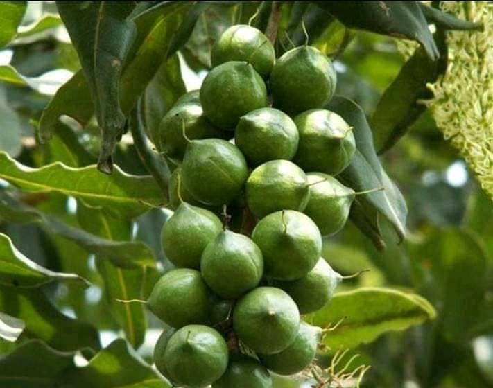 1kg hạt mắc ca cao cấp (có khui sẵn) - đảm bảo không hôi dầu ( 2 bịch mắc ca 500gr)
