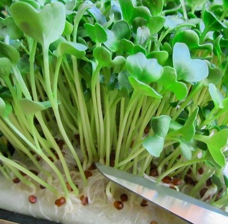 Hạt giống rau mầm tân tây lan Thuận Điền