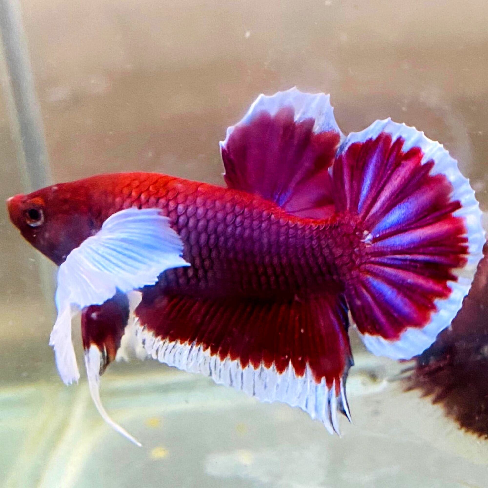 betta dumbo tail 29er