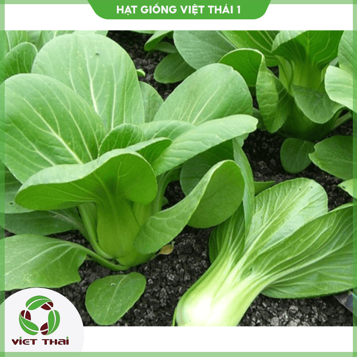 [SALE] Hạt giống rau Cải Thìa TN - 38 - HGVT1