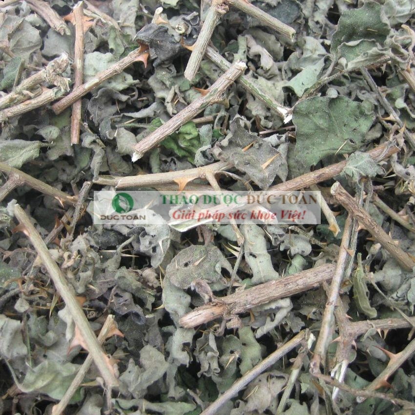 Cà Gai Leo Khô [Giá sỉ] túi 1Kg