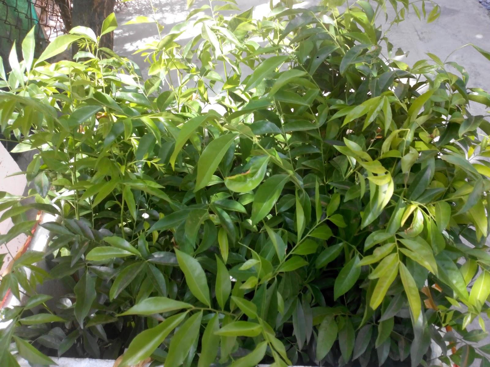 Combo of 5 Mac Mat Plants, 30-40cm Tall