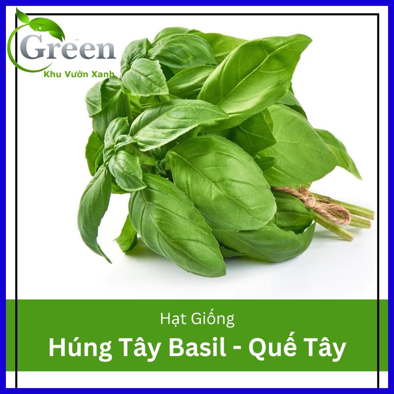 Hạt Giống Rau Húng Tây Basil Italy (Quế Tây) Lá To, Dễ Trồng, Nhanh Thu Hoạch (2 Gam ~ 7000 hạt)